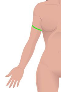 f-bicep.jpg f-bicep.jpg